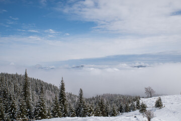 Tall winter fir trees in the mountains covered with snow amid morning fog against a blue sky.