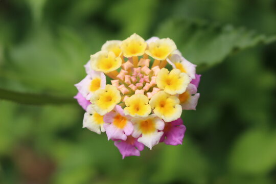 合弁花類 Images Browse 23 Stock Photos Vectors And Video Adobe Stock