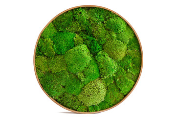 Painting of sterilized moss in a round handmade wooden frame. Painting isolated on a white background