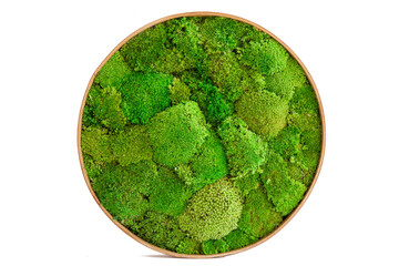Painting of sterilized moss in a round handmade wooden frame. Painting isolated on a white background
