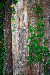 green ivy growing on the trunk of tree in the park.