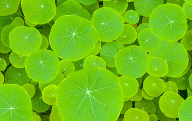 Top view of round green leaves 