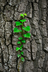 green ivy growing on the trunk of tree in the park.