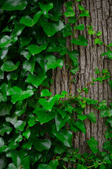 green ivy growing on the trunk of tree in the park.