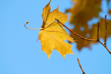 Fototapeta premium autumn leaves on blue