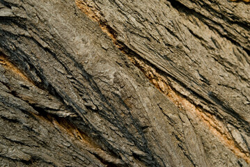 green ivy growing on the trunk of tree in the park.