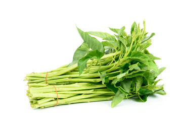 Morning glory isolated on white background