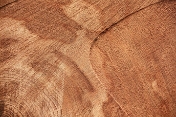 Wood texture of cut tree trunk