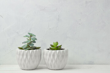 Succulents in white pots. Indoor plants at home on a white shelf. There is also space for text. Minimalism.