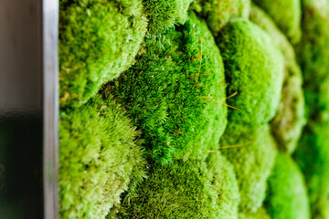 green moss background. Icelandic sterilized moss for decoration. Wooden picture with different moss. Interior item for the house. Decor for walls and harmonies in the house