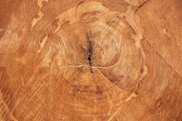 Wood texture of cut tree trunk