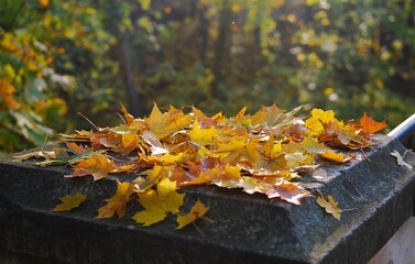 autumn leaves in the park