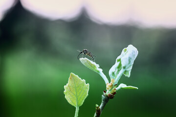 Closeup of a mosquito on a fresh spring leaf.