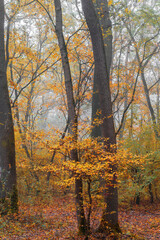 Forest scenery on a hazy autumn day. Trees in colorful foliage.