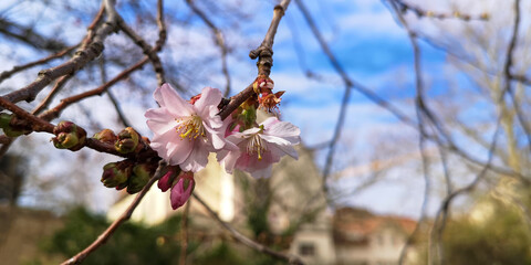 Close up pink almond flowers and buds on bare branches,on blurry blue green background of city,sunny day.Spring blossom season calendar concept.Horizontal scenic banner,copy space,interior wall decor