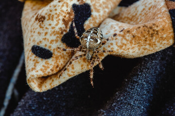 Spider cross. Wild dangerous poisonous arachnid. Arachnophobia. Fear of insects.