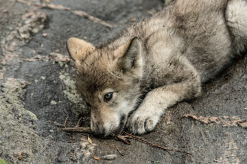 Gray Wolf Pup