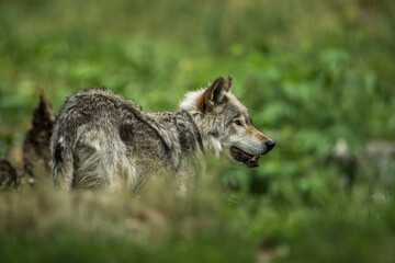 Timber Wolf