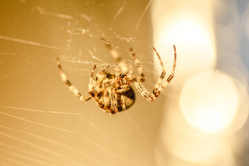 Spider cross. Wild dangerous poisonous arachnid. Arachnophobia. Fear of insects.