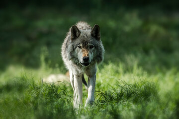 Gray Wolf Walking On  Green Grass