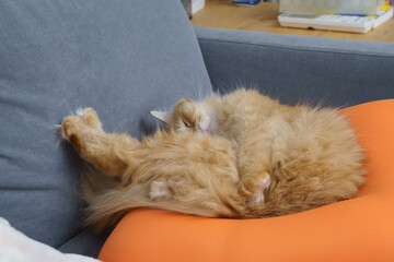 ソファのクッションでくつろぐ猫（マンチカン）