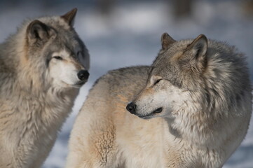 Wolf Buddies