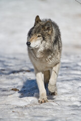 Obraz premium Gray Wolf Trotting On The Winter Snow