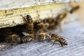 Pszczoły wlatują do ula