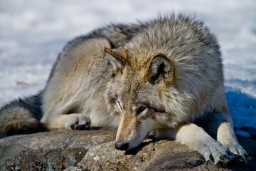Gray Wolf Resting On A Rock.