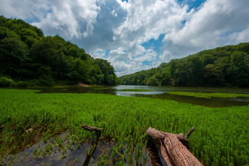 Fototapeta premium The collapsed tree trunk in the lake ... Belgrad Istanbul.