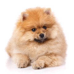 Pomeranian Spitz lies and poses in front of the camera.