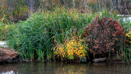 Reeds and bushes at the edge of a pond