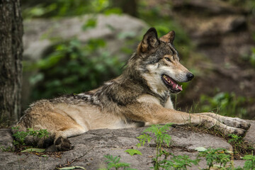 Timber Wolf Resting