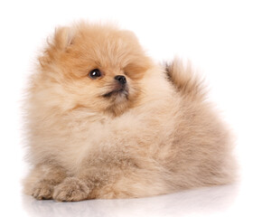 Obraz premium Portrait of a long-haired Pomeranian Spitz on a white background.