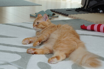絨毯であったまる猫（マンチカン）