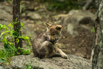 Eastern Gray Wolf Pup.