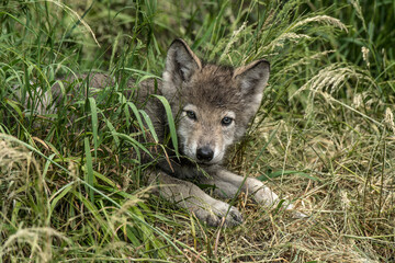 Eastern Grey Wolf Pup