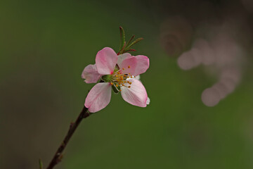Quince tree and flower in nature