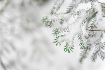 snow-covered spruce branches close-up. winter background