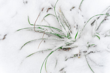 green grass covered with snow. winter background