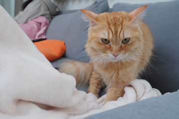 毛布をふみふみする猫（マンチカン）