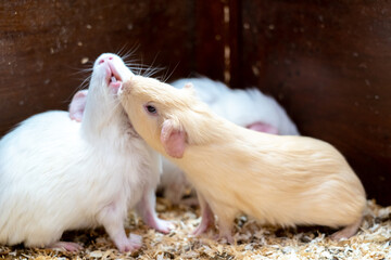 Lovely American guinea pigs in the wooden cage