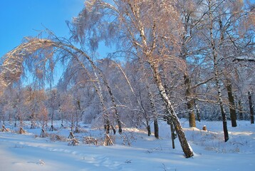 trees in the snow