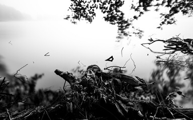 Black and white nature photos with Lithuanian nature.