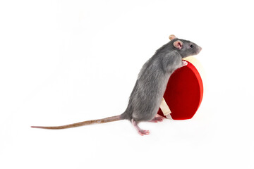 gray rat with red heart-shaped giftbox on an isolated background