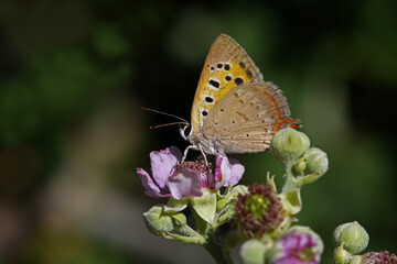 Fototapeta na wymiar Spotted Copper butterfly / Lycaena phlaeas