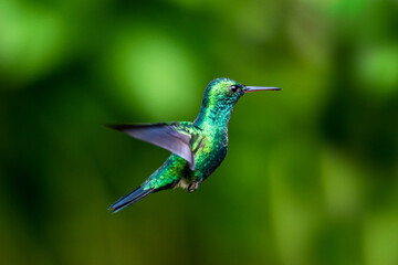 Fototapeta na wymiar A Blue-chinned Sapphire hummingbird hovering with a green bokeh background. wildlife in nature. Tropical bird in garden
