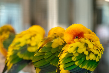 ฺbeautiful parrots hanging in the cage