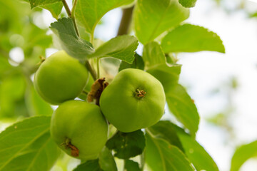green apple fruit bunch growing on a tree branch close-up