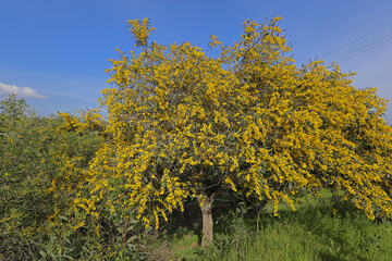 Mimosa tree (acacia dealbata)